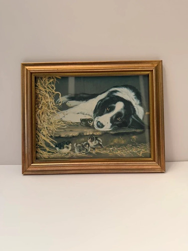 Border collie framed print - border,
