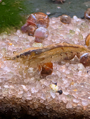 100 live neocaridina shrimp - 100,