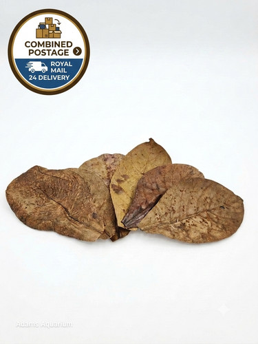 Extra large premium indian - extra,
