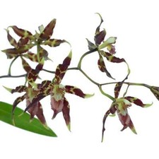 Rare Oncidium cristatum orchid