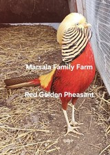 PRESALE-4 Red Golden Pheasant
