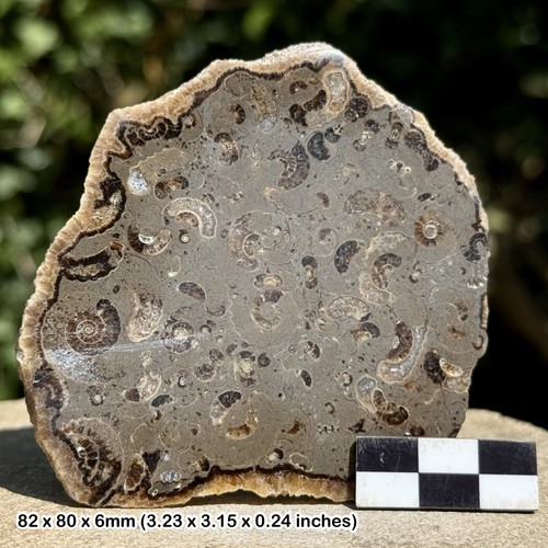 Promicroceras ammonite fossil - promicroceras,