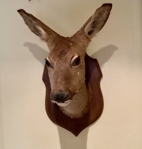 Taxidermy young male - young,