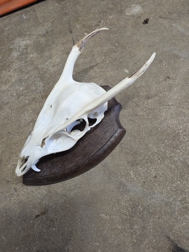 Muntjac antlers wooden - muntjac,