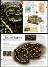 Common Garter Snake #43 Reptiles - Discovering Wildlife Fact File Fold-Out Card