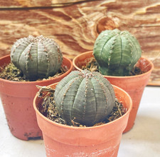 3.5cm Euphorbia Obesa Baseball, Cactus, Houseplants Plant Succulent Indoor plant