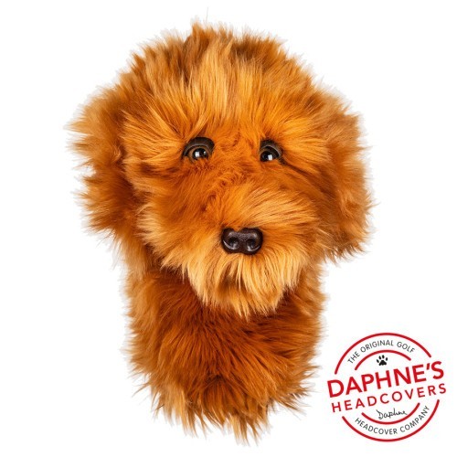 Cockapoo dog daphne - dog, daphne's