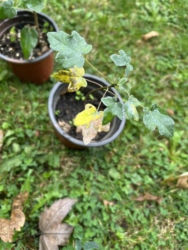 Maple sapling acer - sapling,, acer,