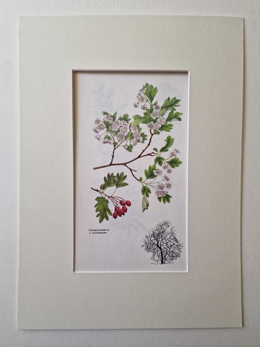 Matousova may hawthorn - may,