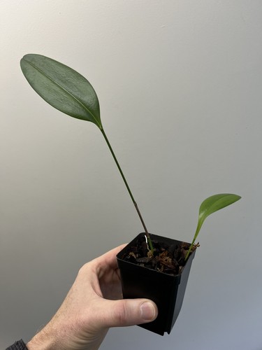 Pleurothallis restrepioides - pleurothallis,