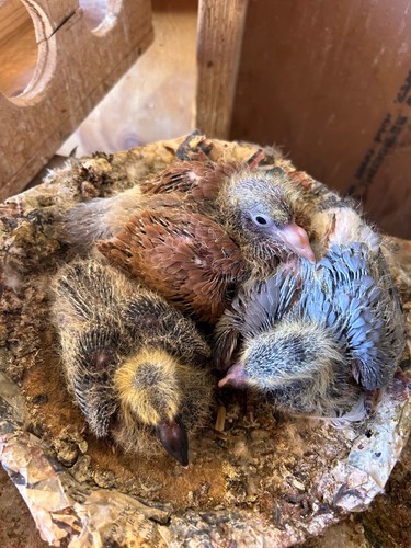 Hatching eggs racing - eggs,