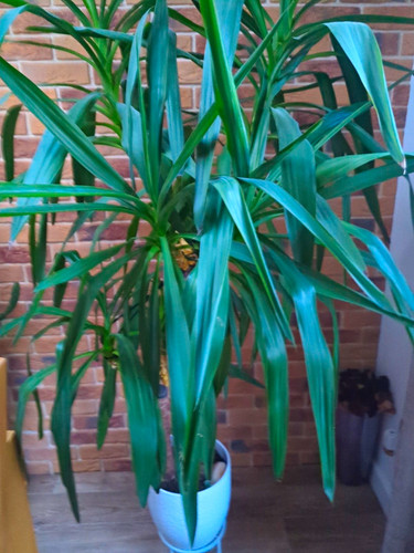 Large yucca plant - , (indoors)