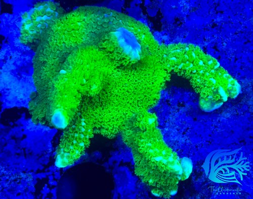 Aquacultured neon green - aquacultured,