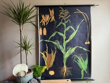 Vintage MAIZE CORN  school