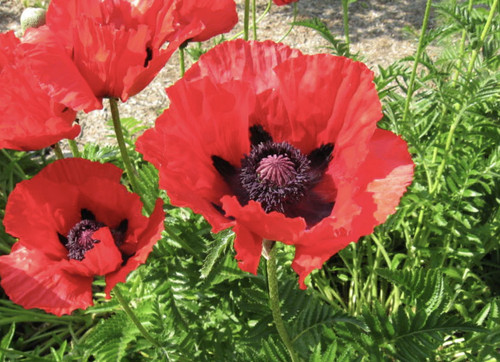 Papaver orientale brilliant - orientale,