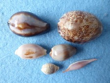 SIX cowrie/cowry sea shells . Onyx, phenacovolva, arabica, helvola etc. VGC.