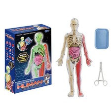 Human Anatomy Squishy Body