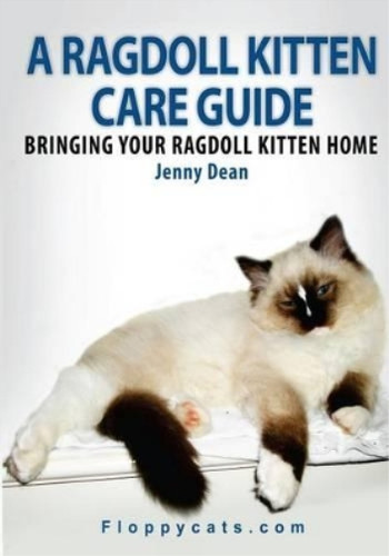 Ragdoll kitten care - a,