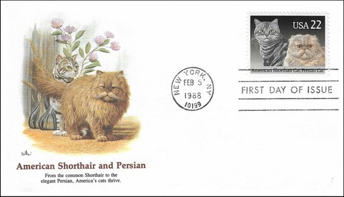 Persian and shorthair american - and,