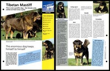Tibetan Mastiff - Routine - Dogs Of The World Atlas Fact File Card
