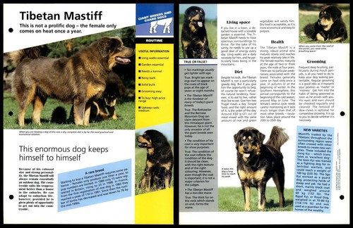 Tibetan mastiff routine - mastiff,