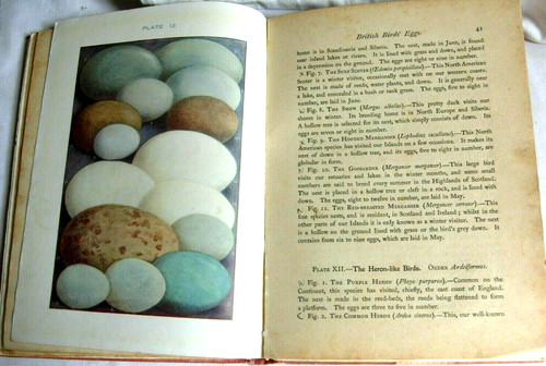 British birds eggs - a, f