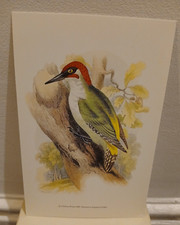 BIRDS  -  CHELSEA  PRINTS  -