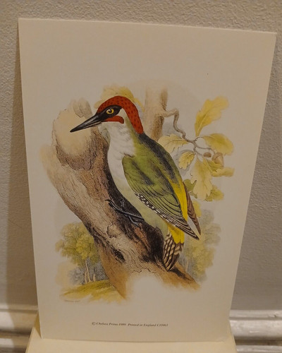 Birds chelsea prints - -,