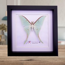 Framed chinese moon moth