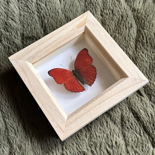 Real framed red glider - framed,