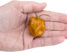 Chilli Seeds Caramel Trinidad Scorpion x 10 Chilli Seeds