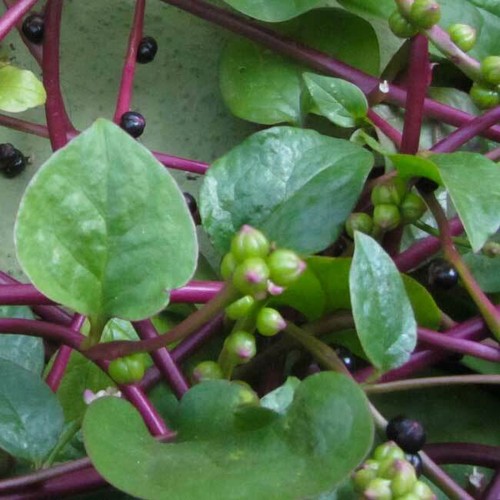 Basella rubra seeds - rubra,