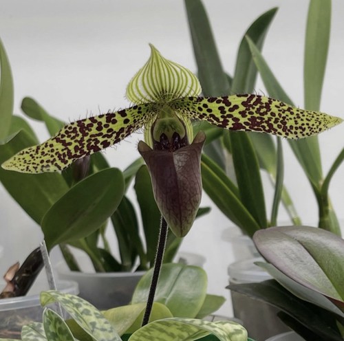 Paphiopedilum sukhaulii