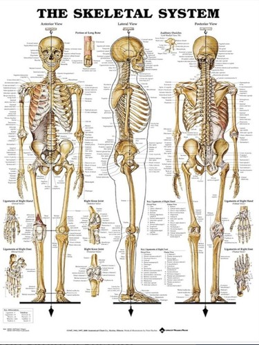 Skeletal system giant chart - skeletal,