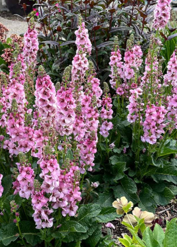 Verbascum plant perennial - plant,