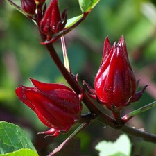 100/50 Roselle Seeds |Burmese