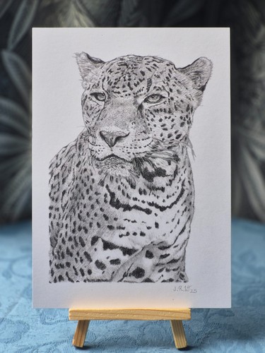 Big cat jaguar - big,