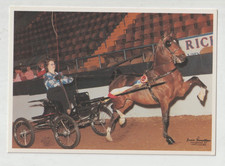 HACKNEY PONY Horse CARD SHOW