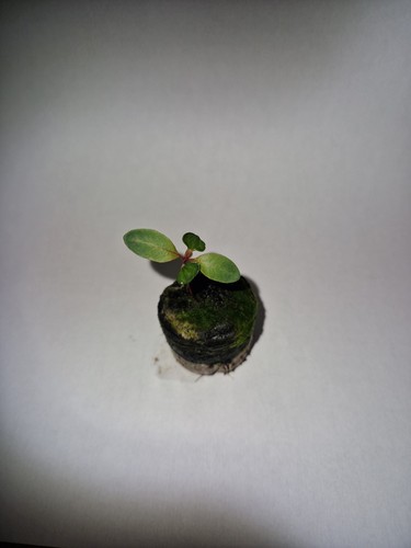 Eucalyptus lemon flowered gum - lemon,