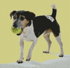 Jack Russell Terrier Dog