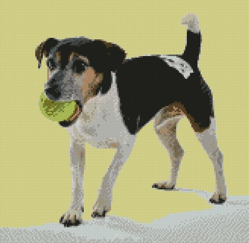 Jack russell terrier dog - terrier,
