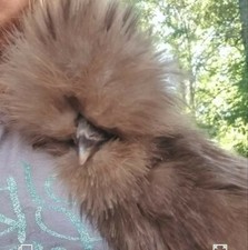3 Quality Silkie Chicken