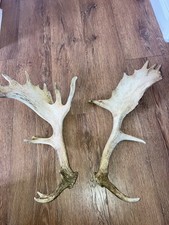 Paid off Fallow deer antlers