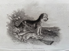 1842 Antique Print; Terrier