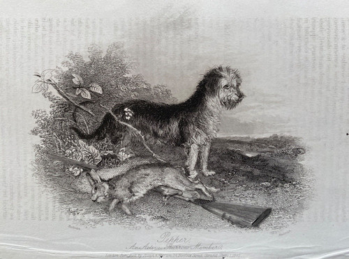 1842 antique print terrier - antique,
