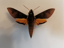 Sphingidae Gnathothlibus