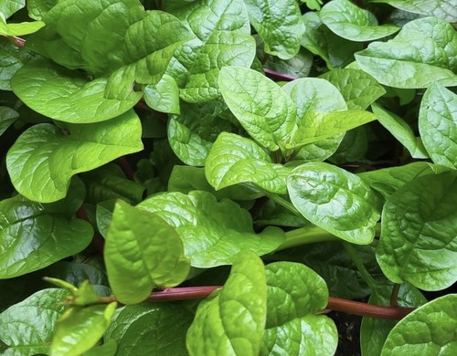 Red vine malabar spinach - vine,
