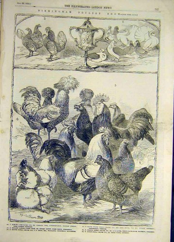 Original old antique print - antique,