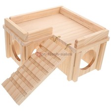 Bearded Dragon Basking