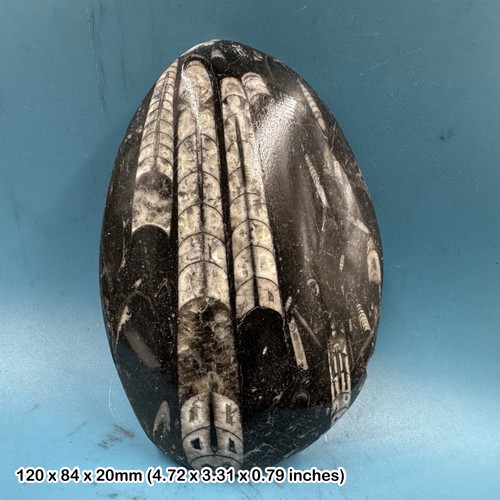 Orthoceras fossil genuine - orthoceras,